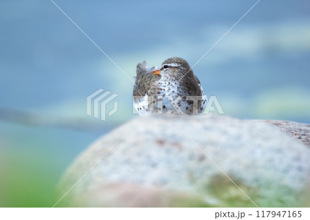 Spotted sandpiper is laying and resting on the rock at the water in spring. Spotted sandpiper is laying and resting on the rock at the water in spring. 117947165