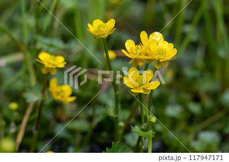 Beautiful yellow flowers of Gmelin's buttercup growing in water. Beautiful yellow flowers of Gmelin's buttercup growing in water. 117947171