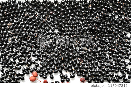 サンショウ(山椒)の種子 サンショウ(山椒)の種子 117947213