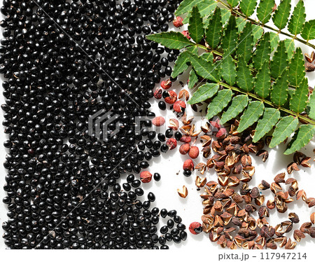 サンショウ（山椒）の果実・種子 117947214