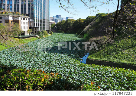 旧江戸城(皇居)の牛ヶ淵【東京都千代田区】 旧江戸城(皇居)の牛ヶ淵【東京都千代田区】 117947223