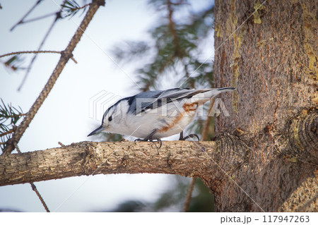White-breasted nuthatch is perched on a spruce tree in winter park. 117947263