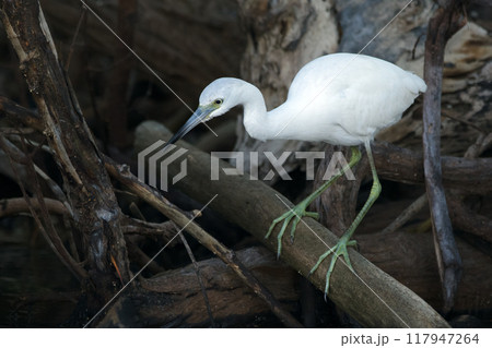 Snowy egret is walking among branches and logs in mangrove lagoon. 117947264