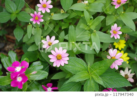 花の風景 117947340