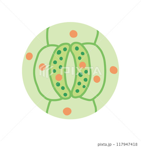 葉のつくり・気孔 117947418