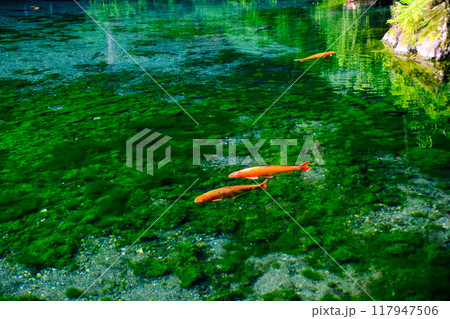優雅に泳ぐ鯉 117947506