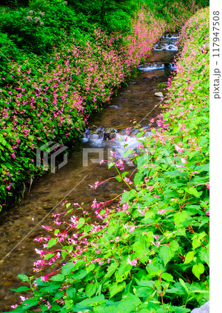 小川に咲く秋海棠（縦） 117947508