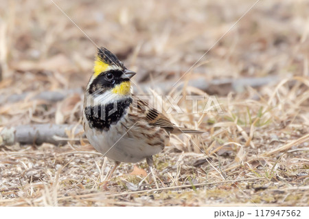 ミヤマホオジロの雄 117947562