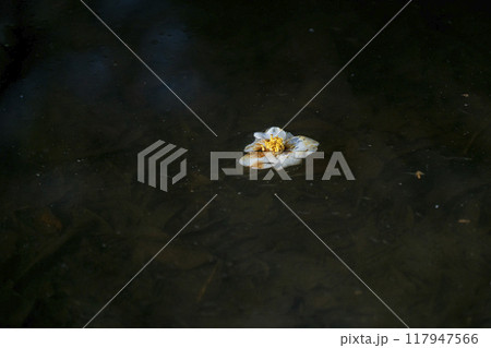 水面に浮かび春の陽を浴びながら枯れていく白椿の花 水面に浮かび春の陽を浴びながら枯れていく白椿の花 117947566