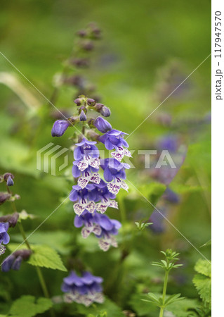 筒状の紫色の毒々しい花を多数つけることから羅生門に生息して切られた鬼の腕に因み名づけられたラショウモ 117947570