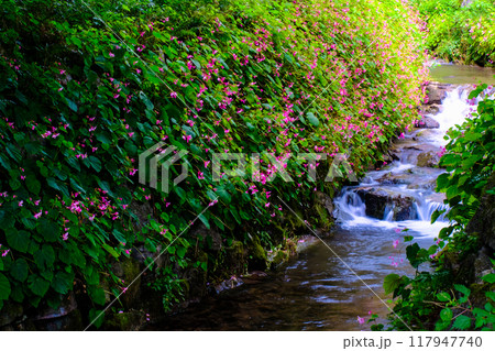 秋海棠咲く小さな小川 117947740