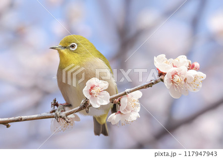 花粉まみれのメジロの嘴 花粉まみれのメジロの嘴 117947943