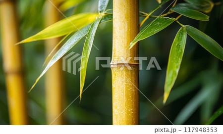 Bamboo trees that look strong and versatile 117948353