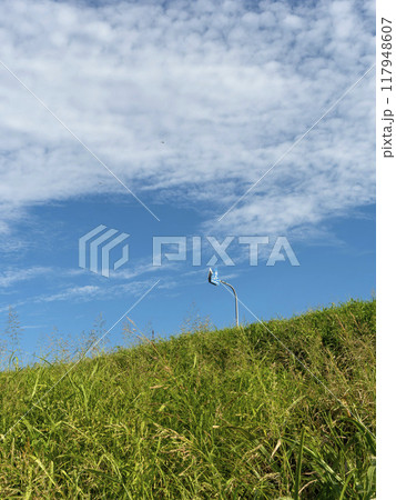 植物に覆われた堤防と青空の風景 117948607