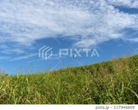 植物に覆われた堤防と青空の風景 117948609