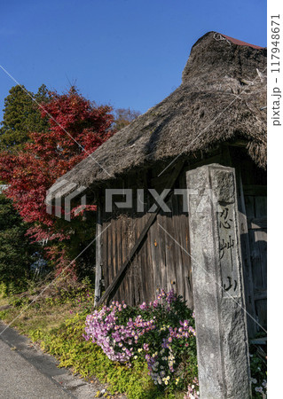 軒下に野菊が咲き乱れる藁葺きの小屋・忍野村 軒下に野菊が咲き乱れる藁葺きの小屋・忍野村 117948671