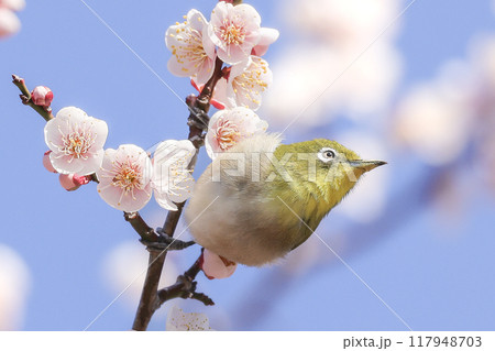 白梅とメジロ 117948703