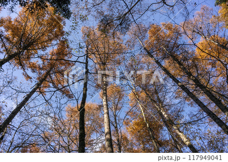 落葉松が紅葉する甲斐の秋・忍野村 落葉松が紅葉する甲斐の秋・忍野村 117949041