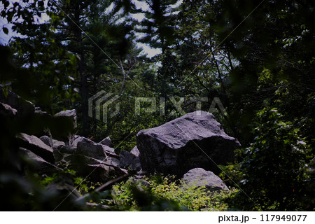 Rocks and boulders in a forest 117949077