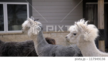 Alpaca faces at the zoo 117949136
