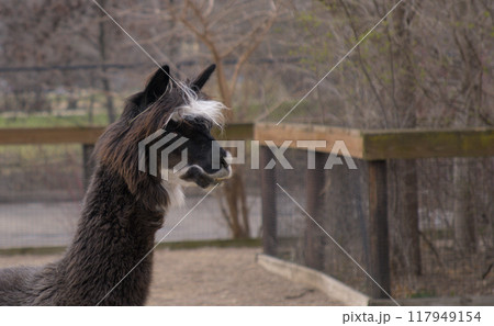 Llama face at the zoo Llama face at the zoo 117949154