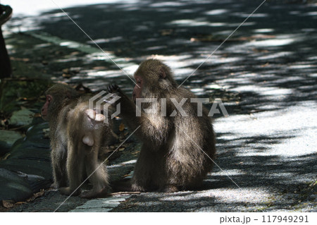 ヤクザルの毛づくろい 117949291