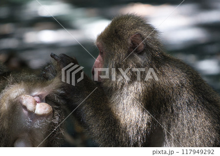 ヤクザルの毛づくろい 117949292