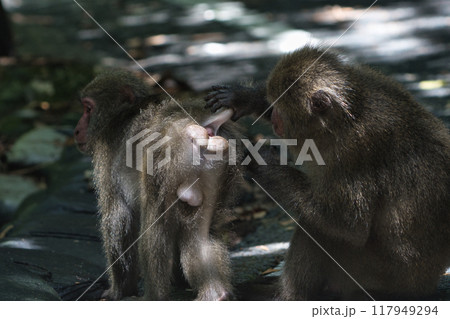 ヤクザルの毛づくろい 117949294