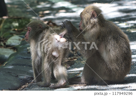 ヤクザルの毛づくろい 117949296