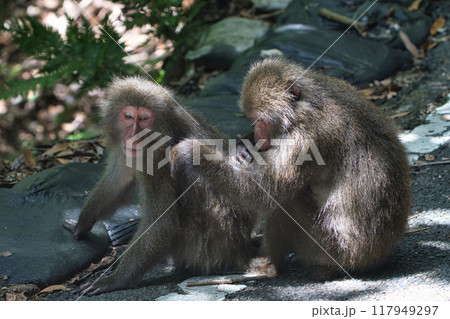 ヤクザルの毛づくろい 117949297
