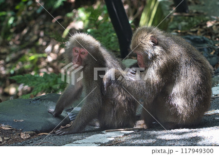 ヤクザルの毛づくろい 117949300