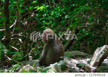 見返りヤクザル 見返りヤクザル 117949310