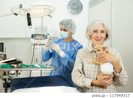 Senor woman owner holds and cuddles chihuahua pet after manipulations in veterinary clinic Senor woman owner holds and cuddles chihuahua pet after manipulations in veterinary clinic 117949317