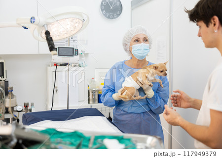 Man owner of Chihuahua dog picks up pet after treatment at vet clinic. Man owner of Chihuahua dog picks up pet after treatment at vet clinic. 117949379