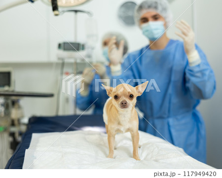 Doctors complete manipulations , treatment of chihuahua dog patient, prepare patient for surgery Doctors complete manipulations , treatment of chihuahua dog patient, prepare patient for surgery 117949420