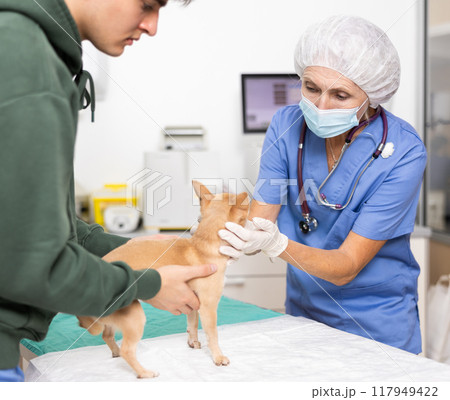Experienced female veterinarian conducting examination of chihuahua at veterinary clinic Experienced female veterinarian conducting examination of chihuahua at veterinary clinic 117949422