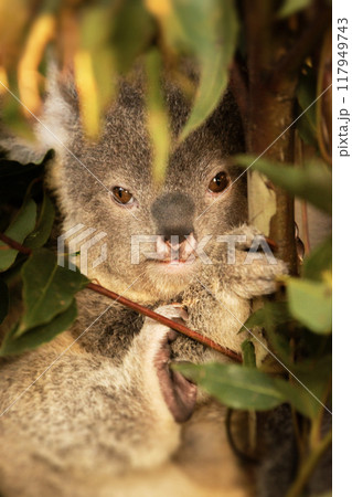 Australian Koala Joey 117949743