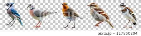 Set of various birds Set of various birds 117950204