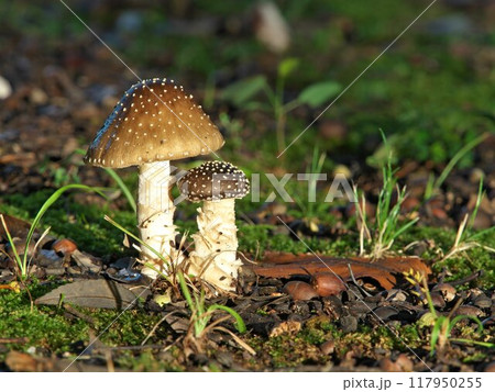 テングタケのクローズアップ 117950255