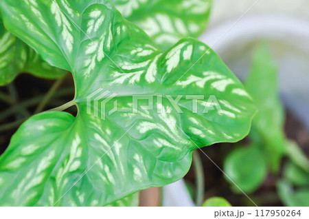 Cercestis mirabilis, mirabilis plant 117950264