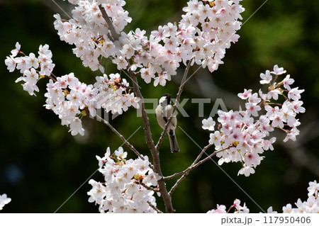 シジュウカラと満開の桜 117950406