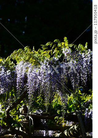 フジの花 117950418