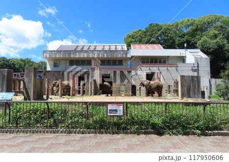 【愛媛県】愛媛県立とべ動物園のアフリカゾウのファミリー 117950606