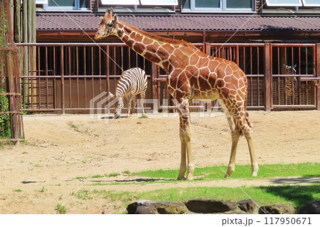 アミメキリンとシマウマ アミメキリンとシマウマ 117950671