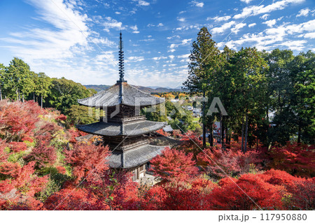 湖南三山　常楽寺の紅葉 117950880