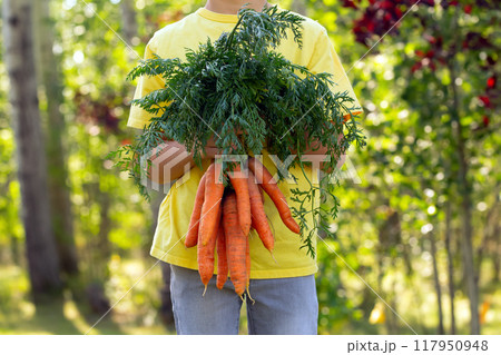 A boy in yellow t-shirt is holding a bunch of large fresh orange carrots in front of him outside in the autumn yard. Trees in warm light in the background. A boy in yellow t-shirt is holding a bunch of large fresh orange carrots in front of him outside in the autumn yard. Trees in warm light in the background. 117950948