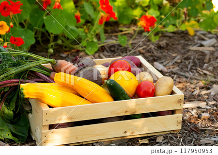 Wooden crate with vegetables (zucchini, carrot, beet, potato, tomato, onion, cucumber) on the mulched ground in the garden near bright orange and yellow nasturtium flowers. Wooden crate with vegetables (zucchini, carrot, beet, potato, tomato, onion, cucumber) on the mulched ground in the garden near bright orange and yellow nasturtium flowers. 117950953