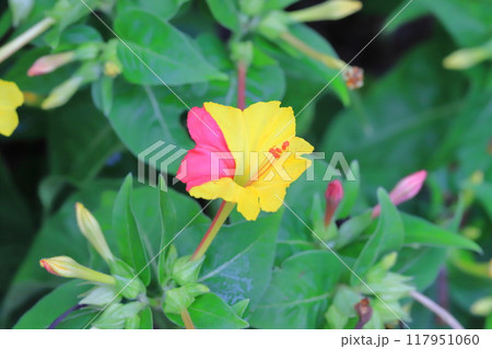 黄色とピンク色の白粉花(オシロイバナ) 黄色とピンク色の白粉花(オシロイバナ) 117951060
