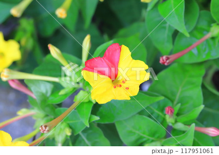 黄色とピンク色の白粉花（オシロイバナ）　　 117951061