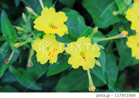 黄色とピンク色の白粉花(オシロイバナ) 黄色とピンク色の白粉花(オシロイバナ) 117951069